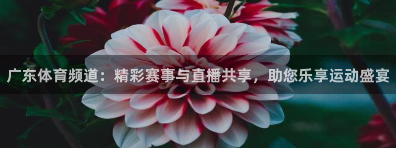黑白篮球在线直播：广东体育频道：精彩赛事与直播共享，助您乐享运动盛宴